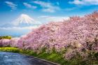 Když v Japonsku kvetou sakury