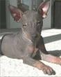 Xoloitzcuintle-mexick pes