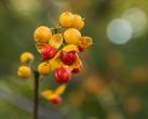 Botanick zajmavosti Zoo Ostrava