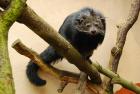 Dok se zoo mlat binturong?