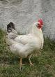 Bajka o mil� zoologick� zahrad�